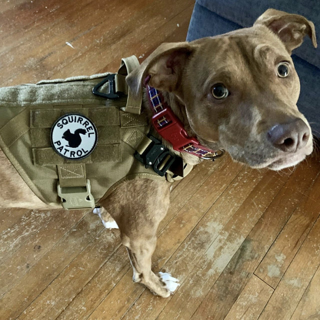Goose Patrol Embroidered Patch with Hook Fastener Available
